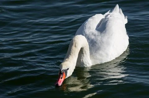 Mute swan Stock Photos
