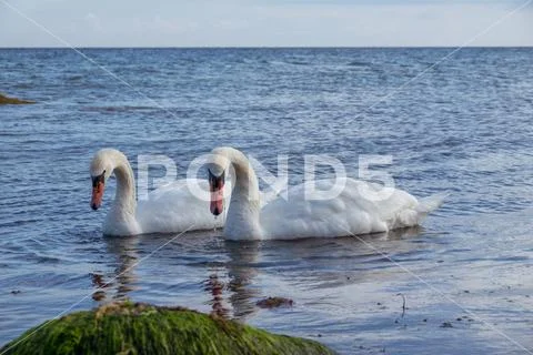 Mute Swan Stock Photos