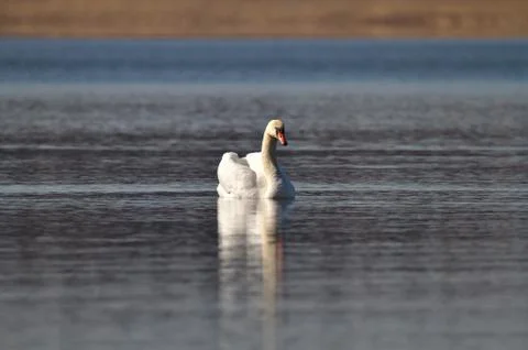 Mute swan Photos