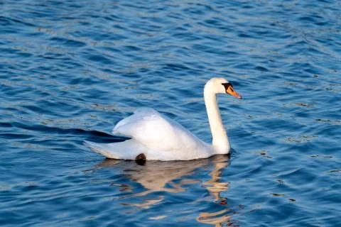 Mute swan Foto stock