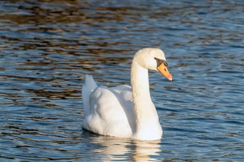 Mute swan Stock Photos