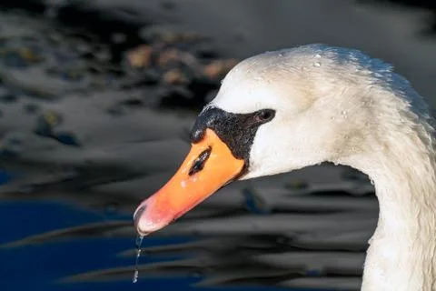 Mute swan Stock Photos