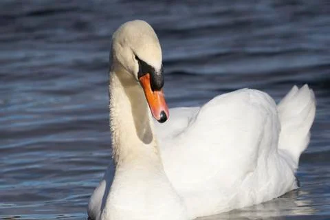 Mute Swan Stock Photos