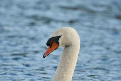 Mute Swan Stock Photos