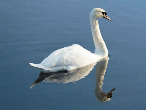 Mute swan Stock Photos