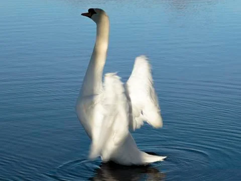 Mute swan Stock Photos
