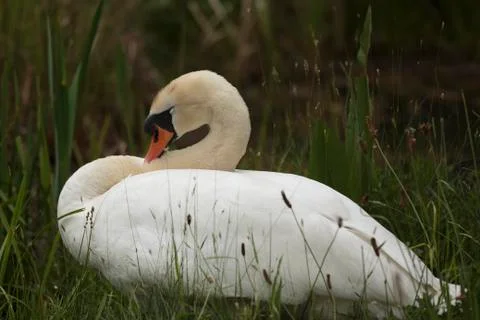 Mute swan Stock Photos