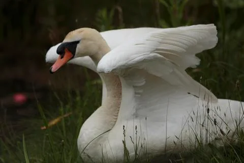 A Mute swan Stock Photos