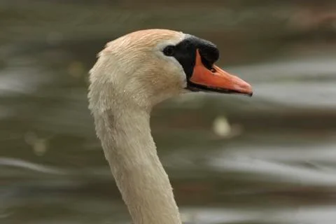 Mute swan Stock Photos