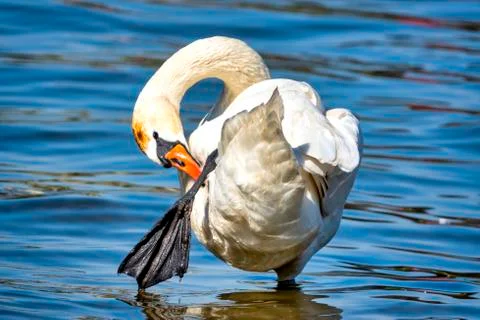 Mute swan Foto stock