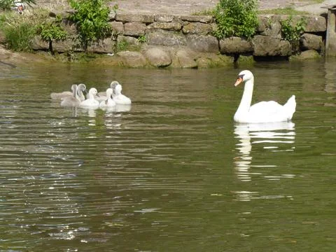 Mute swan Stock Photos
