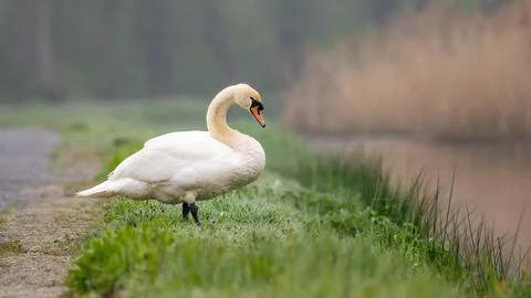 Mute swan Foto stock