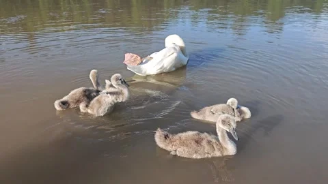 Mute Swan with Pink Webbed Foot Cleaning Feathers Near Cygnets on Pond Stock Footage 337239630