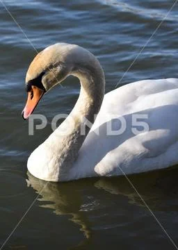 Mute Swan Portrait Stock Photos