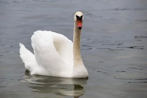 Mute swan posing Stock Photos