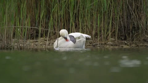 Mute Swan Preening and Looking Up - 4K Wildlife Slow Motion Vídeos de archivo 335387072