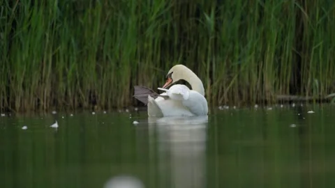 Mute Swan Preening and Observing Environment - 4K Wildlife Slow Motion Vídeos de archivo 335392938