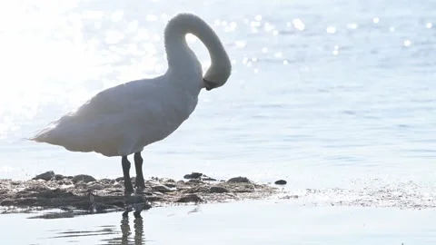 Mute Swan Preening in Bright Sparkling Water Stock Footage 314711863