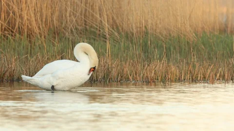 Mute swan preening Stock Footage 106172920