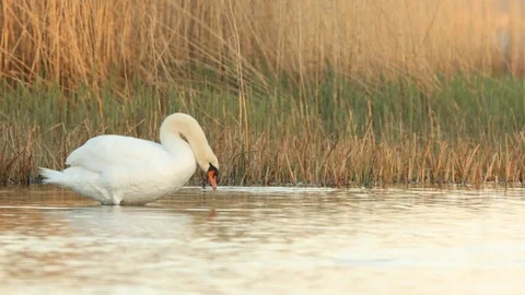 Mute swan preening Stock Footage 106173017