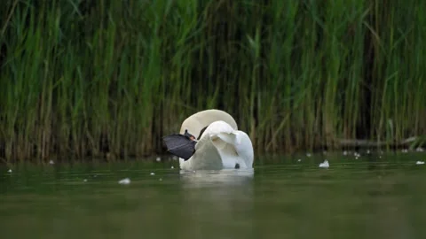 Mute Swan Preening with Fully Extended Webbed Foot - 4K Wildlife Slow Motion Vidéo 335387401