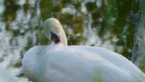 Mute Swan Preening on the Ros River, Ukraine Stock Footage 326373678