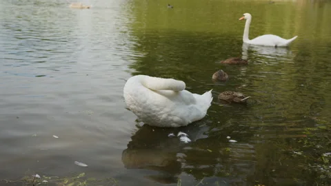 Mute Swan Preening in Shallow Park Pond With Ducks and Swan in Malmö, Sweden Stock Footage 345652878