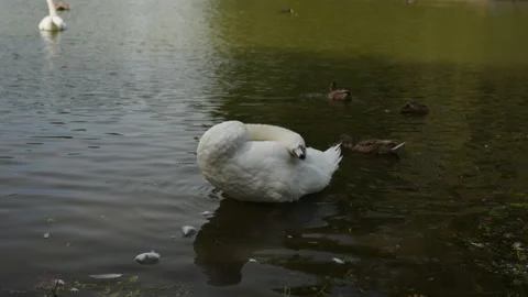 Mute Swan Preening in Shallow Pond With Ducks in City Park in Malmö, Sweden Stock Footage 345652901