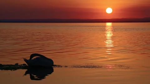 Mute Swan Preening at Sunset on Red Water Lake with Sun Path Stock Footage 314793830