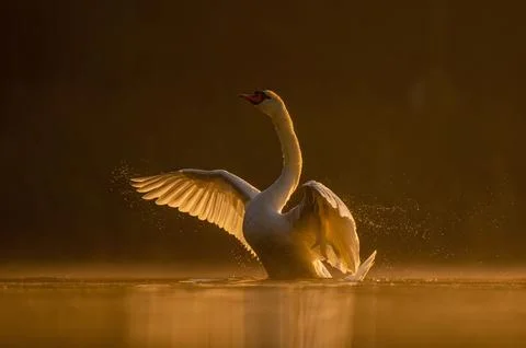 Mute swan preparing for flight at sunset, beautiful orange scenery. Foto stock