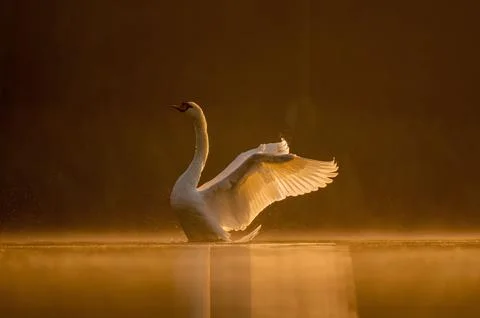 Mute swan preparing for flight at sunset, beautiful orange scenery. Foto stock