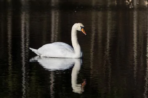 Mute swan with reflection Stock Photos