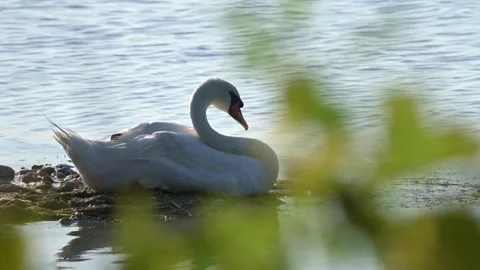 Mute Swan Resting Peacefully in a Calm Lake Stock Footage 314837112