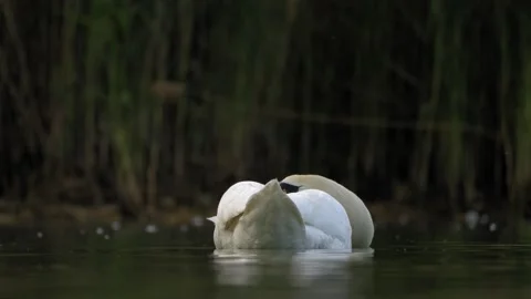 Mute Swan Resting in Plumage While Drifting - 4K Wildlife Slow Motion Stockbeeldmateriaal 335390594