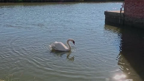 Mute swan on the river. Push in shot Video stock 313812650