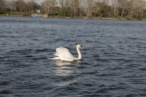 Mute swan is roaming in the river, composition by the danube river and natu.. Stock Photos