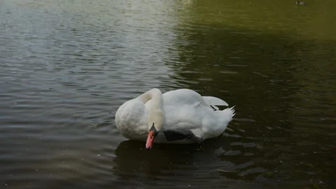 Mute Swan Scratching Head While Floating Alone in Park Pond in Malmö, Sweden Stock Footage 345652923