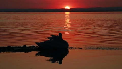 Mute Swan Silhouette with Sun Reflection at Sunset on a Lake Stock Footage 314835949