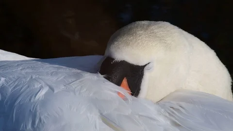 Mute swan is sleeping Stock Footage 92901860
