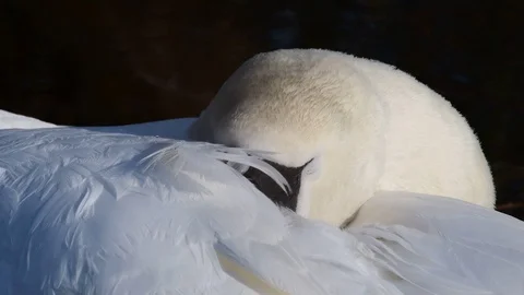 Mute swan is sleeping Stock Footage 93079298