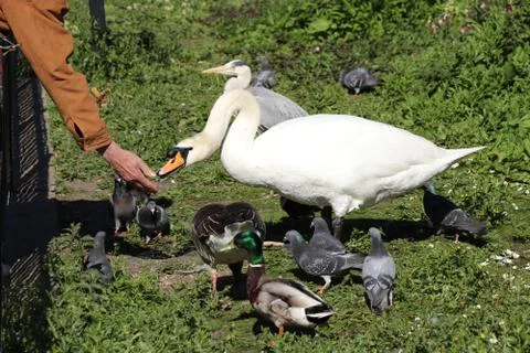 Mute swan with small ducks eats from hand some special sweet in Hyde park, Lo Stock Photos