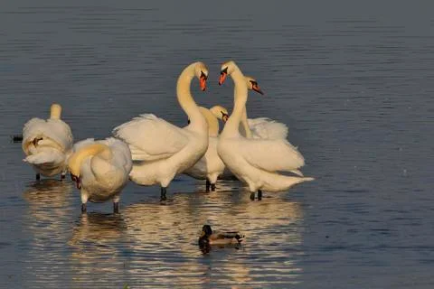Mute swan in spring Stock Photos