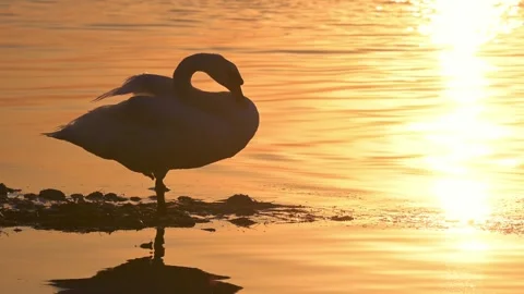 Mute Swan Standing and Preening Feathers in Golden Sunset Light Stock Footage 314708339