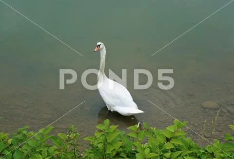 Mute swan standing in the Drava river Stock Photos