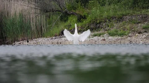 Mute Swan Stretching and Flapping Wings on Lake - 4K Wildlife Slow Motion Vídeos de archivo 335376080