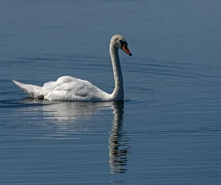Mute Swan in Sunlight with Reflection Stock Photos