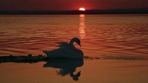 Mute Swan at Sunset with Sun Reflection on Lake Water Stock Footage 314837966