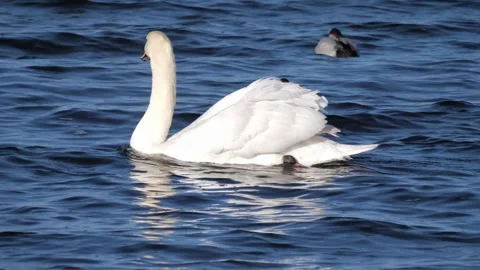 Mute Swan Swimming Quickly Stock Footage 257599175