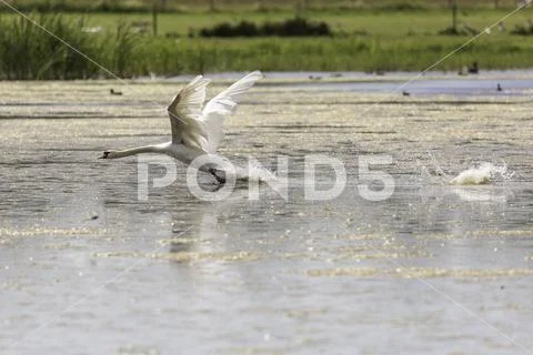 Mute Swan Taking Off Stock Photos