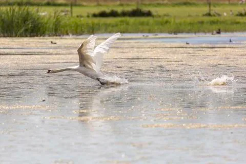 Mute Swan Taking Off Stock Photos